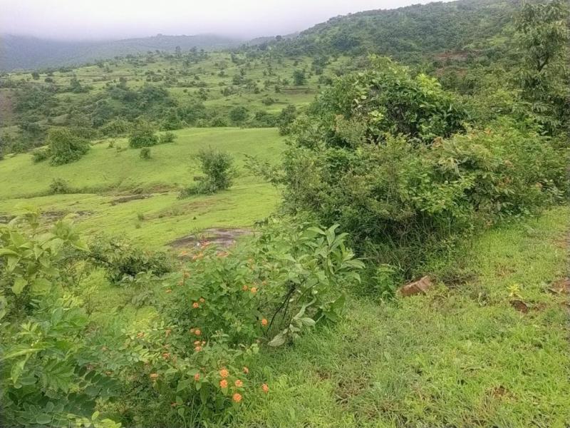 Mango Properties Plots for sale Velhe, Pune, Maharashtra – 412212 , Velhe