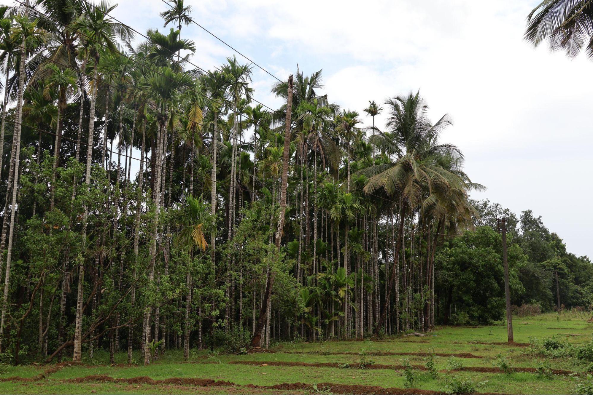 Serenity Farms Plots for sale Vengurla – Goa Extension, Sindhudurg, Maharashtra , Sindhudurg