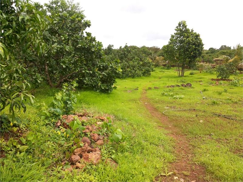 Serenity Farms Plots for sale Vengurla – Goa Extension, Sindhudurg, Maharashtra , Sindhudurg Residential NA Plotting Project
